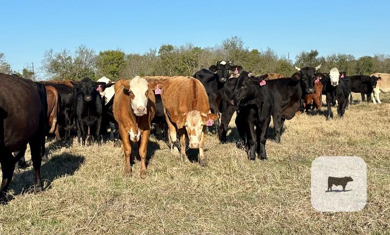 75 Angus, Brangus, Charolais, Tigerstripe & Crossbred Cows... Central TX thumbnail 4