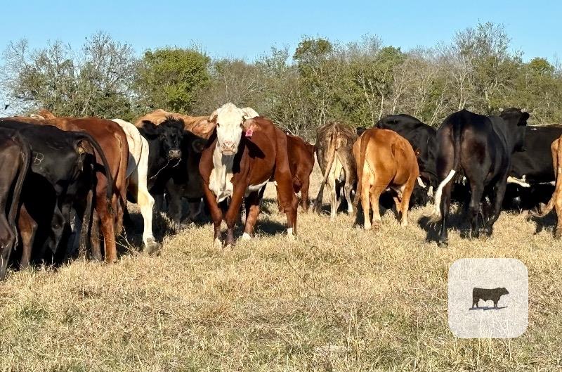 75 Angus, Brangus, Charolais, Tigerstripe & Crossbred Cows... Central TX thumbnail 6