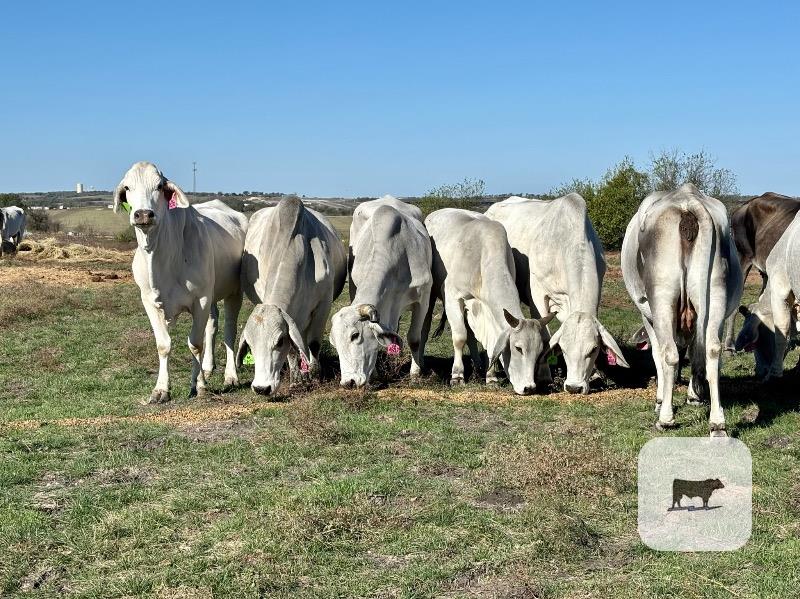 20 Brahman & Brahman Cross Cows... Central TX thumbnail 5