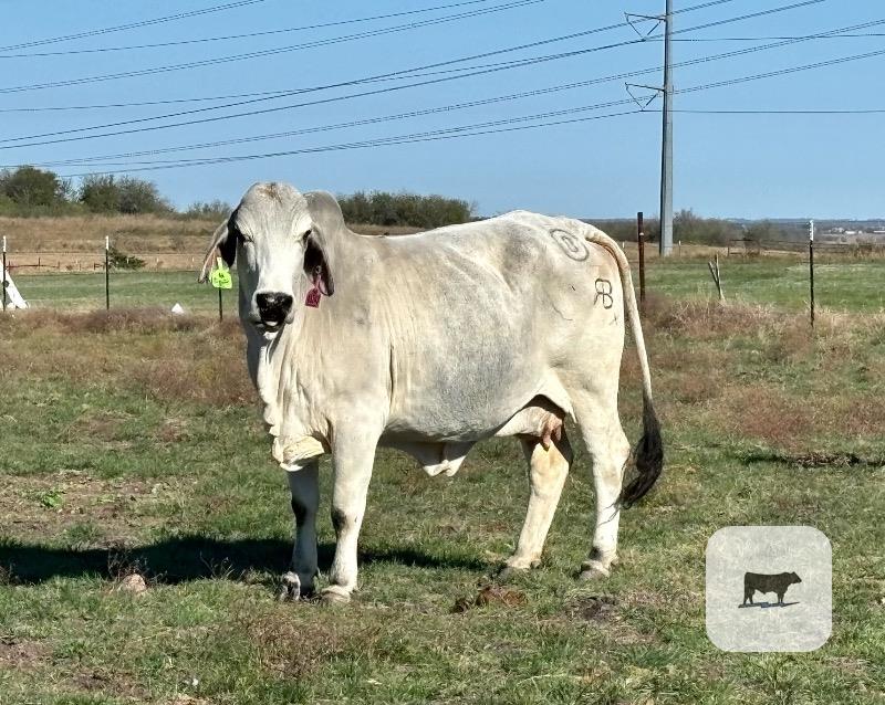 20 Brahman & Brahman Cross Cows... Central TX