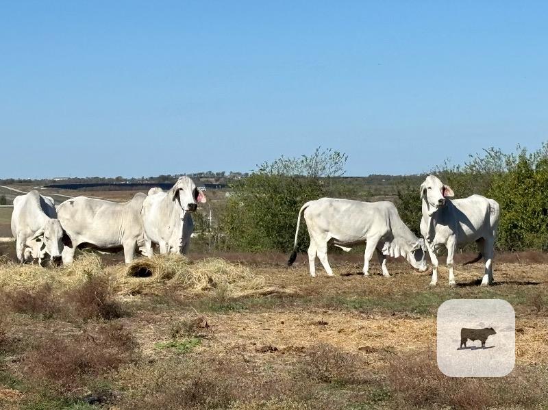 20 Brahman & Brahman Cross Cows... Central TX thumbnail 6