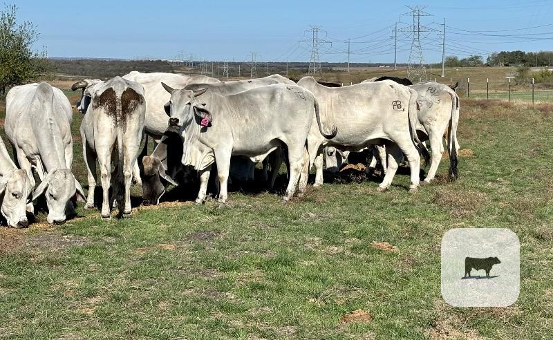 20 Brahman & Brahman Cross Cows... Central TX thumbnail 4