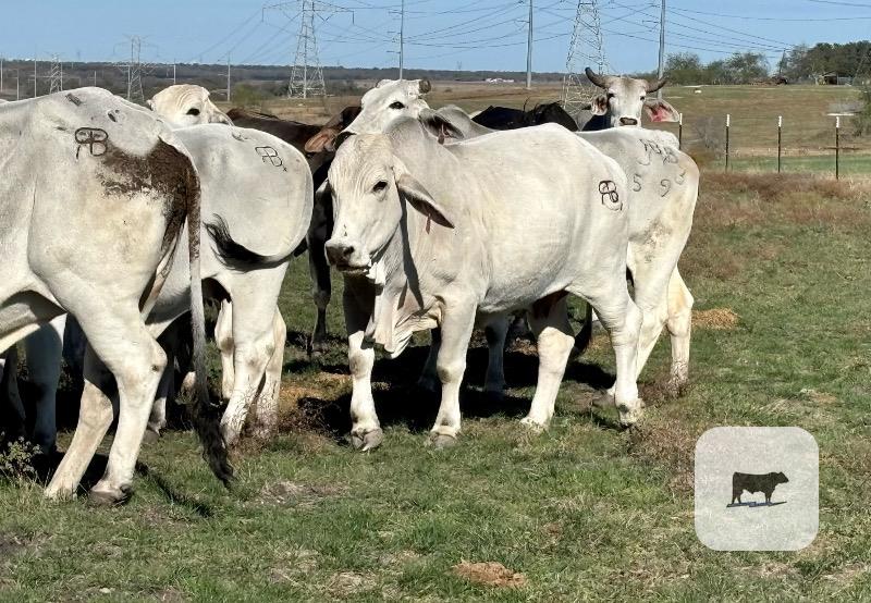 20 Brahman & Brahman Cross Cows... Central TX thumbnail 3