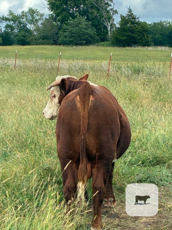 1 Reg. Horned Hereford Bull... Southeast KS thumbnail 3