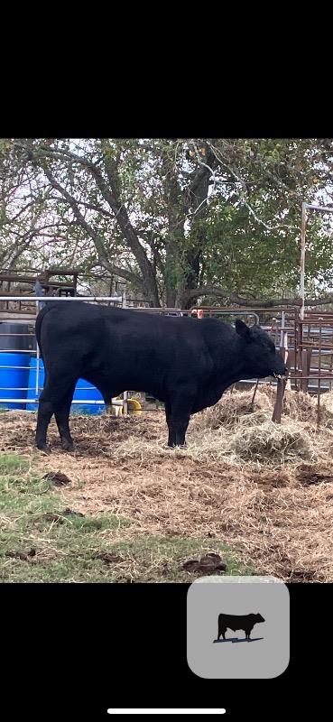 1 Brangus Bull... Southeast TX