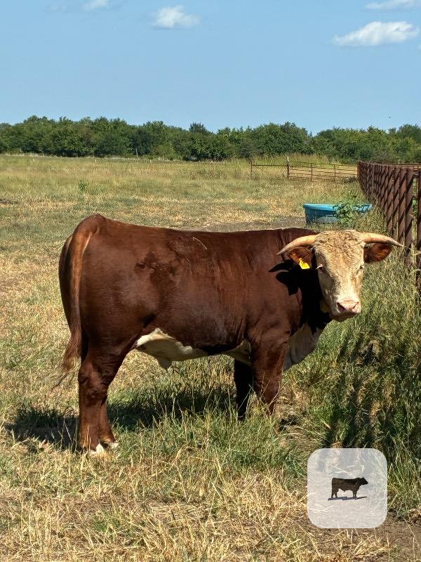 1 Reg. Horned Hereford Bull... Southeast KS