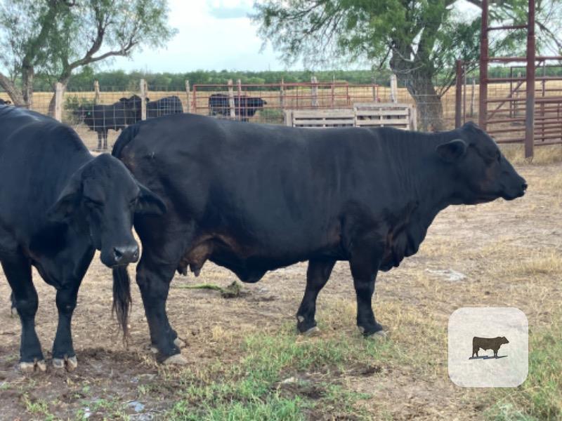 1 Brangus Bull... S. Central TX thumbnail 3