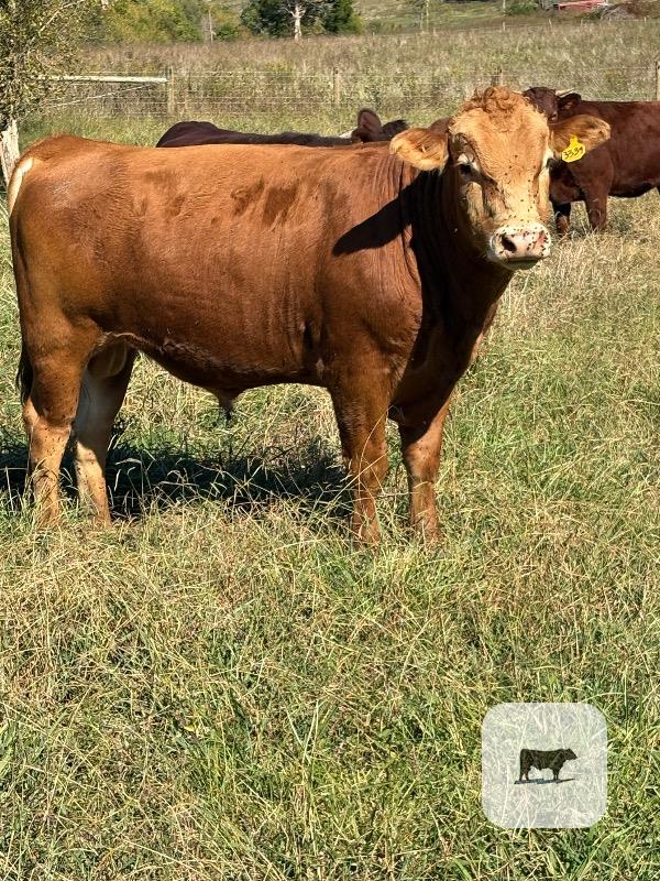 1 Reg. Akaushi Bull... Eastern TN