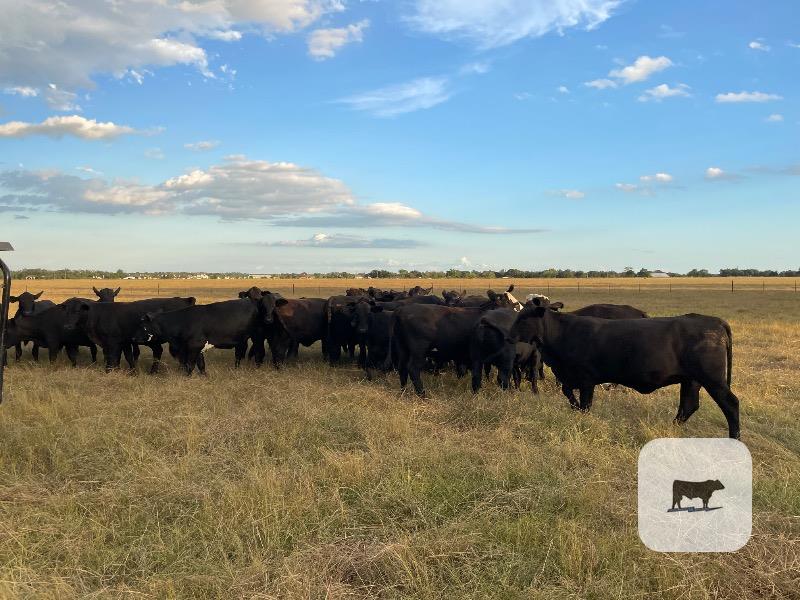 25 Brangus Rep. Heifers... Central TX thumbnail 3