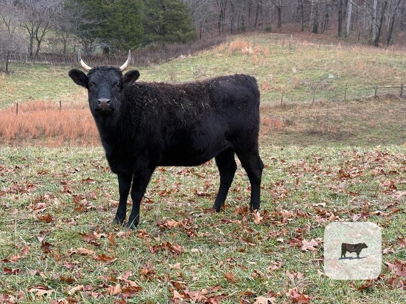 6 Polled Akaushi, Red Devon & Wagyu Cross Bred Heifers... Western TN thumbnail 4