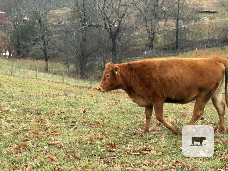 6 Polled Akaushi, Red Devon & Wagyu Cross Bred Heifers... Western TN thumbnail 5