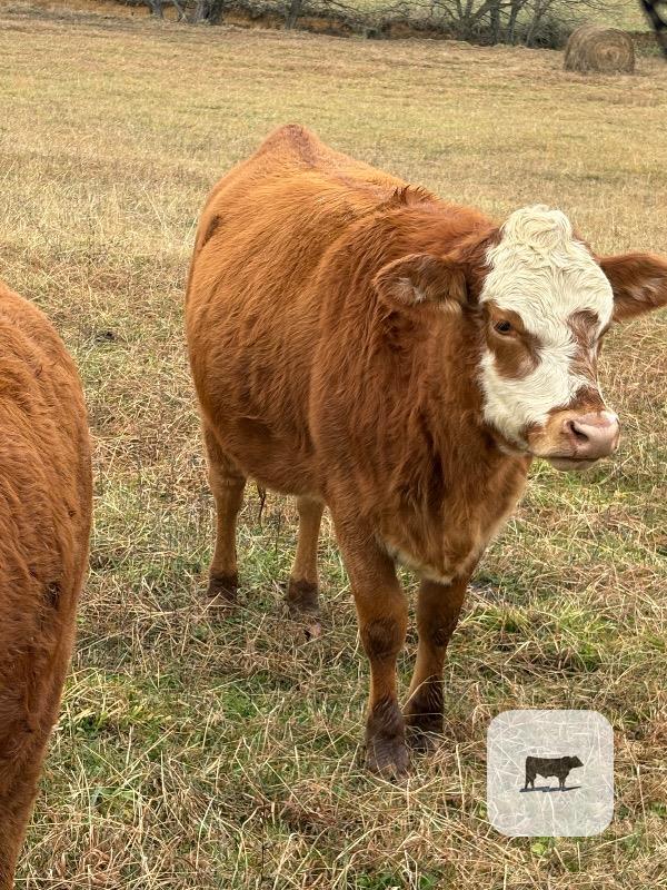6 Polled Akaushi, Red Devon & Wagyu Cross Bred Heifers... Western TN thumbnail 2