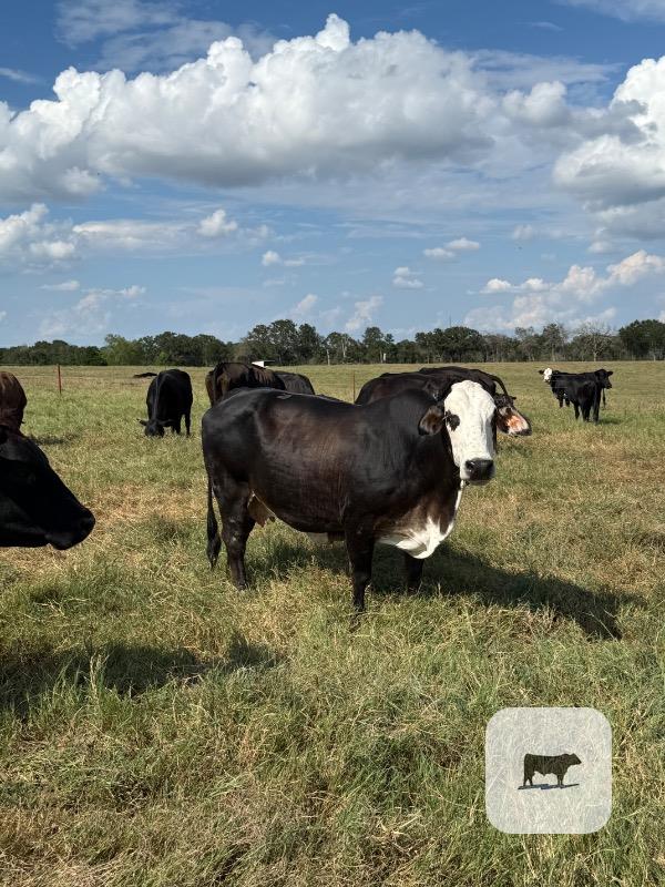30 Brangus and Brangus Baldy Cows w/ 1+ Calves... S. Central TX thumbnail 4