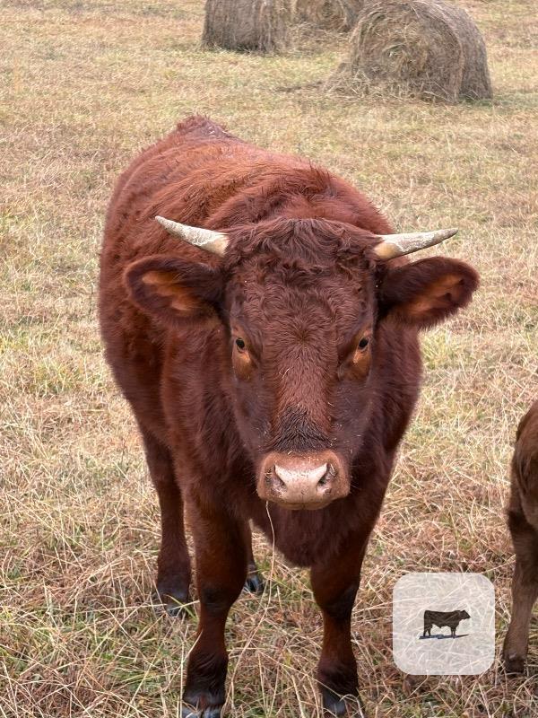 6 Polled Akaushi, Red Devon & Wagyu Cross Bred Heifers... Western TN thumbnail 3