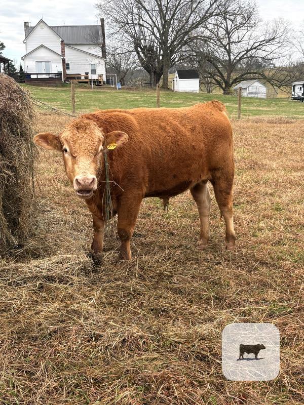 1 Reg. Polled Akaushi Bull... Western TN