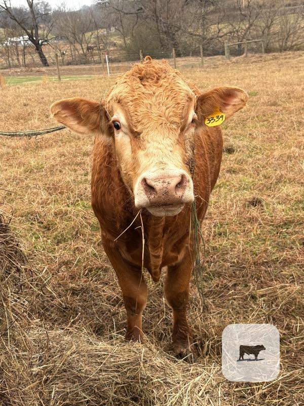 1 Reg. Polled Akaushi Bull... Western TN thumbnail 3