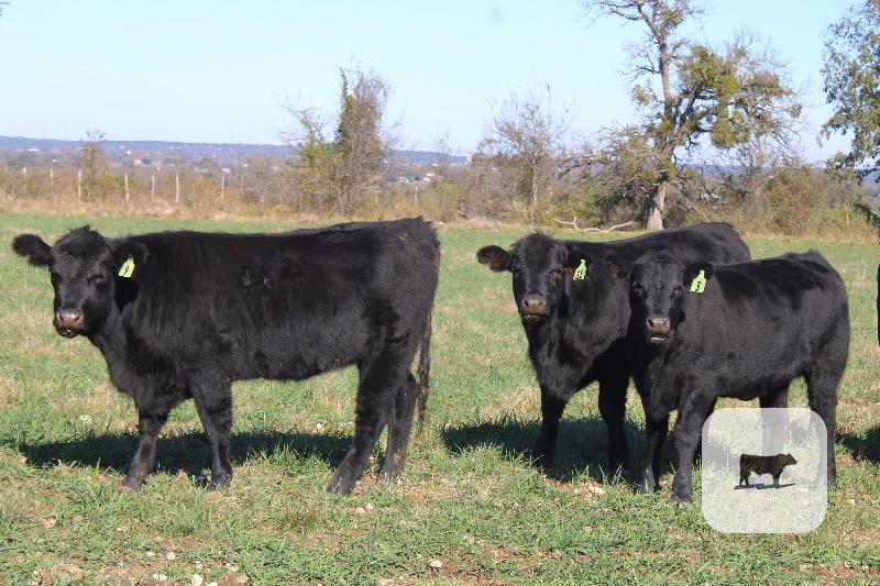 6 Angus Plus Replacement Heifers... Central TX thumbnail 6