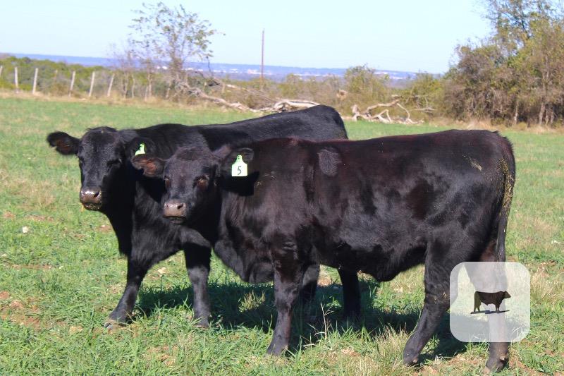 6 Angus Plus Replacement Heifers... Central TX