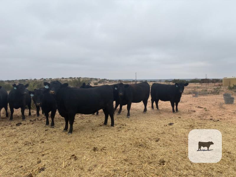 10 Angus Bred Heifers... TX South Plains thumbnail 3