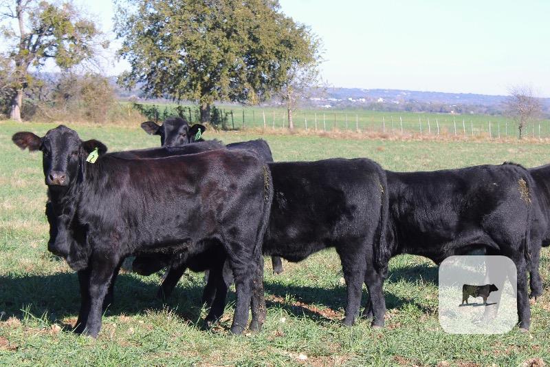 6 Angus Plus Replacement Heifers... Central TX thumbnail 2