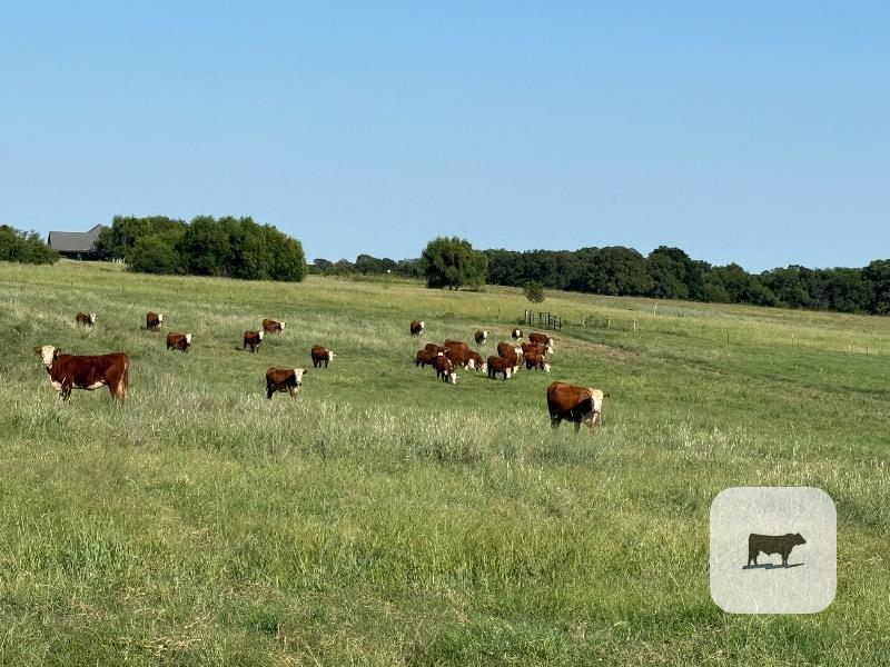 80 Hereford Bred Heifers... S. Central OK thumbnail 6