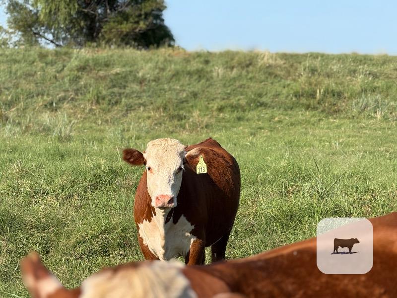 80 Hereford Bred Heifers... S. Central OK thumbnail 3