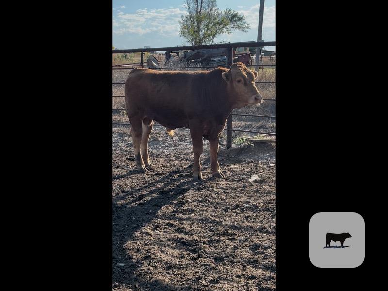 5 Reg. Akaushi Bulls... Central KS thumbnail 3