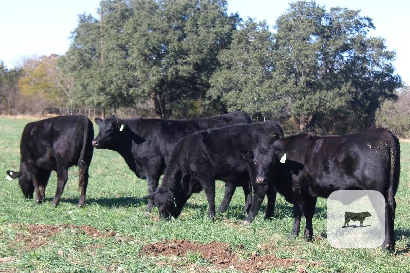 6 Angus Plus Replacement Heifers... Central TX thumbnail 4