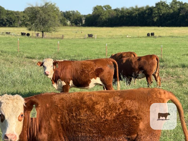 80 Hereford Bred Heifers... S. Central OK thumbnail 4