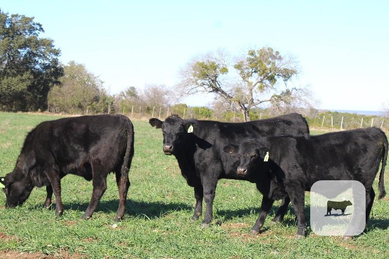 6 Angus Plus Replacement Heifers... Central TX thumbnail 3