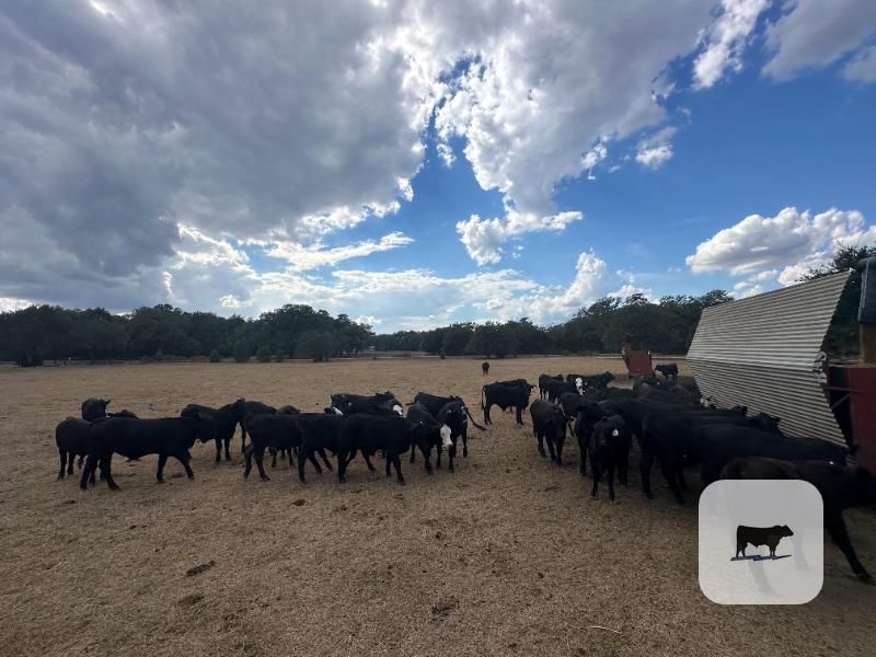 150 Brangus & Black Baldy Rep. Heifers... S. Central TX thumbnail 5