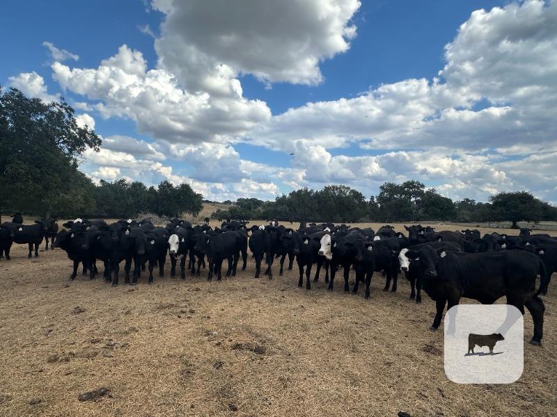 150 Brangus & Black Baldy Rep. Heifers... S. Central TX thumbnail 3