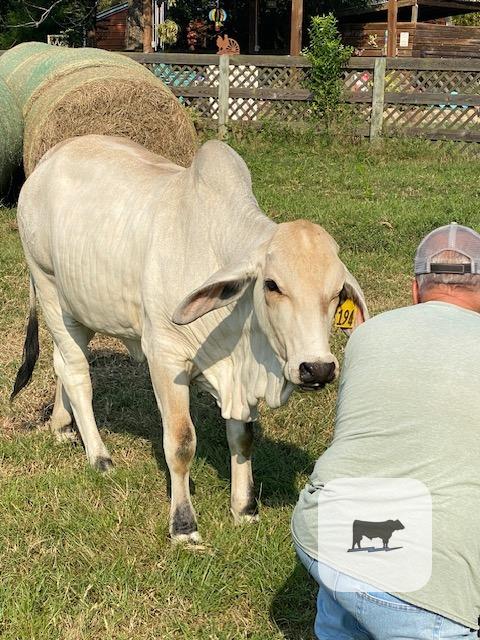 3 Reg. Brahman Rep. Heifers... East TX thumbnail 2
