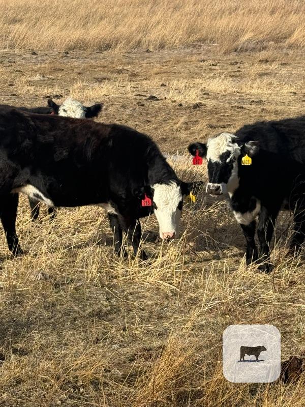 150 Angus, 'BWF' & Red Angus Bred Heifers... N. Central NE