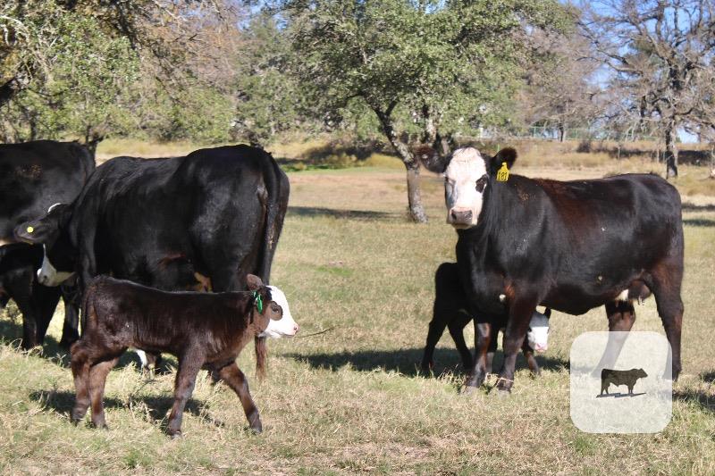 7 Angus Cross BWF 1st-Calf Pairs... Central TX thumbnail 4
