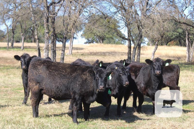 18 Angus Bred Heifers... Central TX thumbnail 4