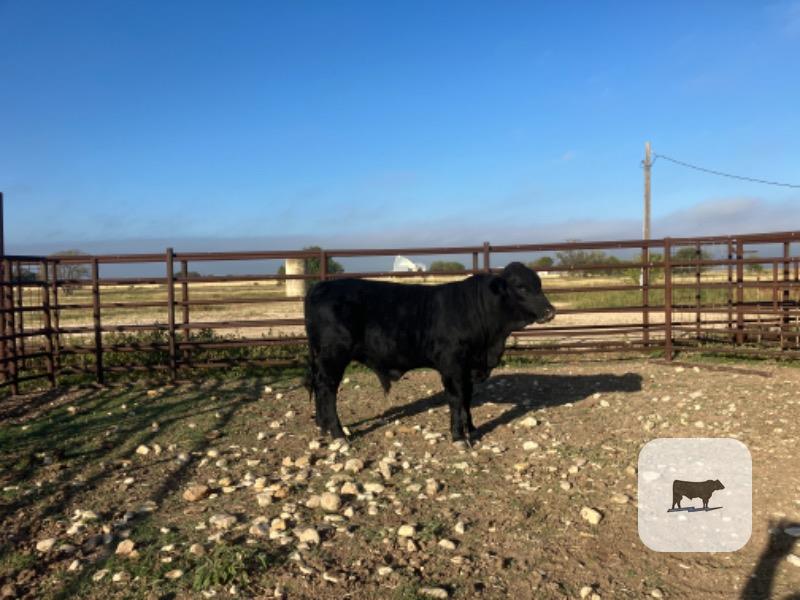 1 Brangus Bull... S. Central TX thumbnail 2