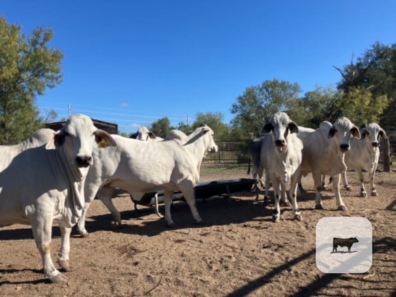 10 Reg. Brahman Bred Heifers... S. Central TX thumbnail 3