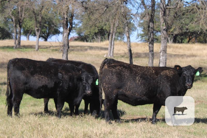 18 Angus Bred Heifers... Central TX thumbnail 3