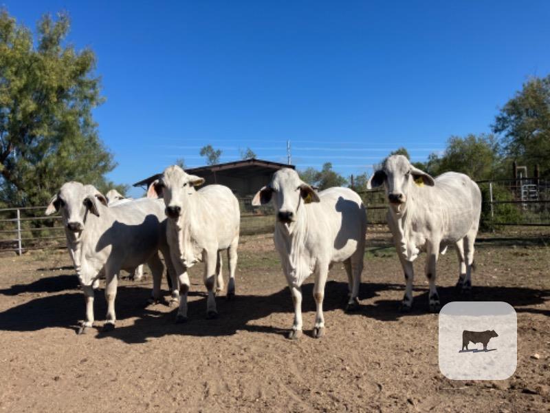 10 Reg. Brahman Bred Heifers... S. Central TX thumbnail 4