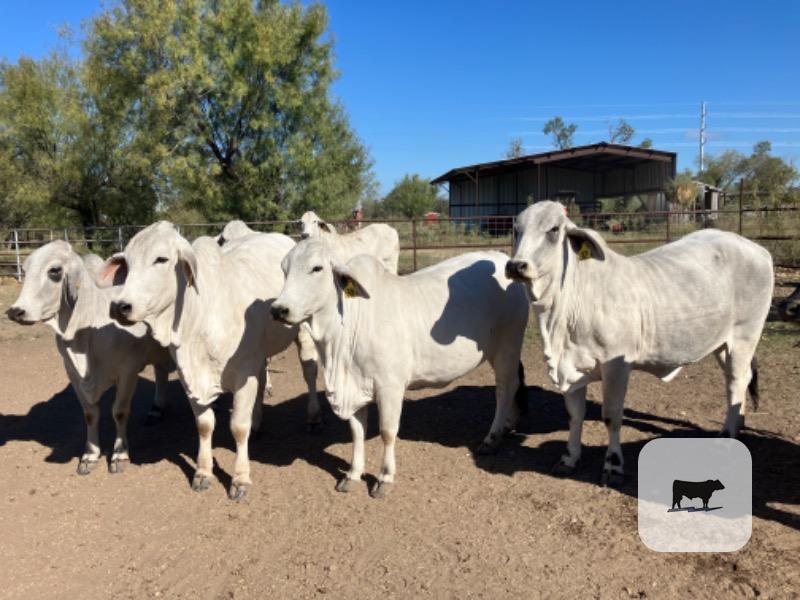 10 Reg. Brahman Bred Heifers... S. Central TX