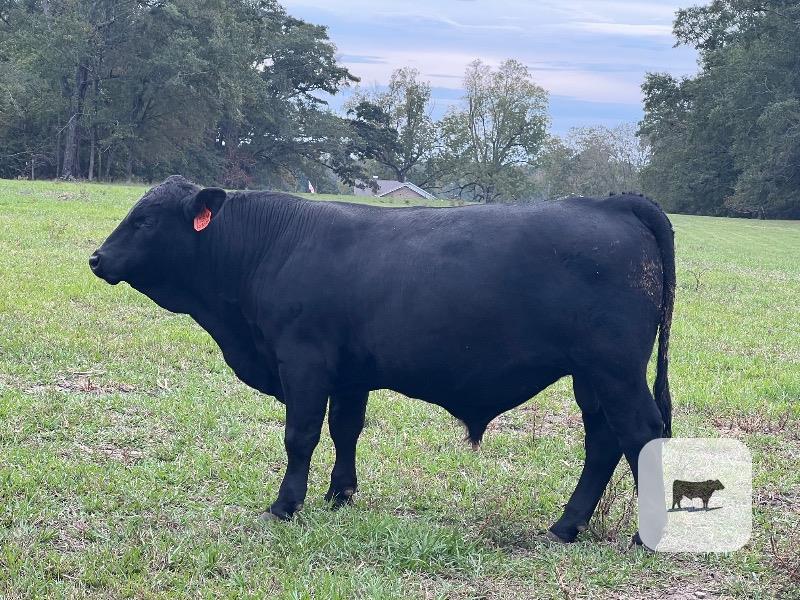 22 Reg. Brangus Bulls... S. Central AL thumbnail 6