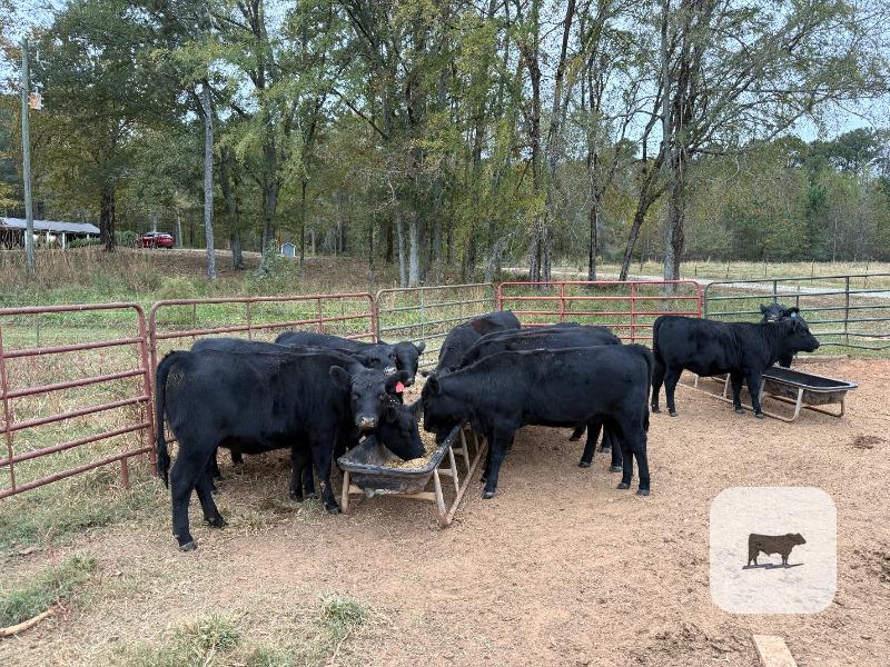 40 Angus & SimAngus Rep. Heifers... Northeast GA thumbnail 4