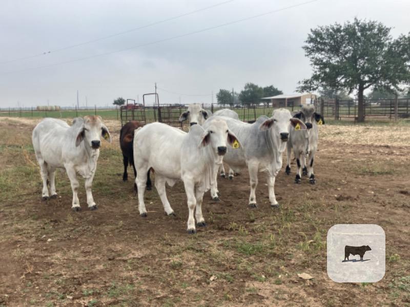 9 Reg. Brahman Rep. Heifers... S. Central TX thumbnail 5