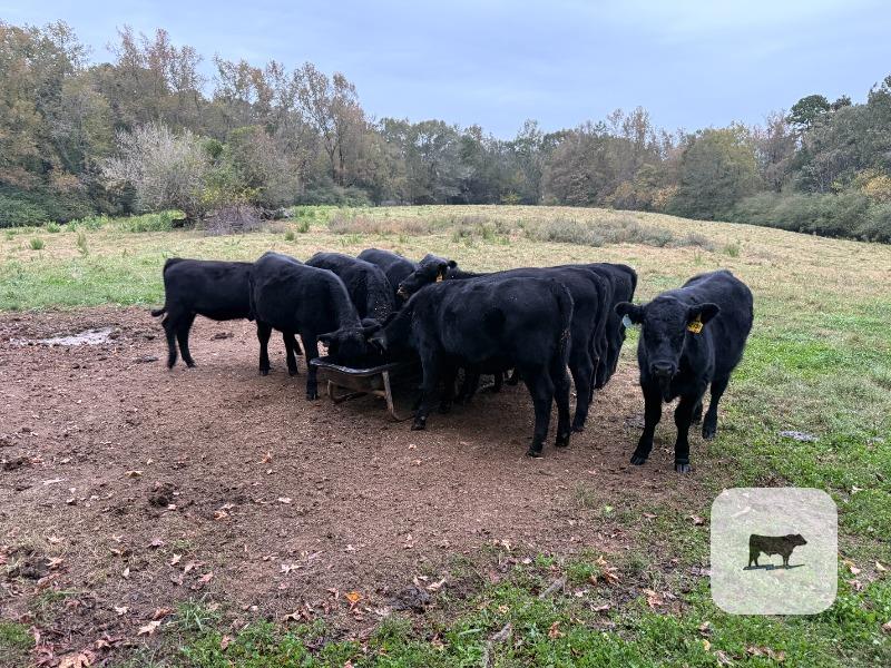 40 Angus & SimAngus Rep. Heifers... Northeast GA thumbnail 2