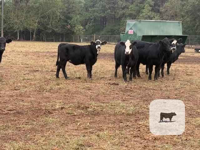 23 Ultra Black Angus/Brangus Rep. Heifers... S. Central LA thumbnail 3
