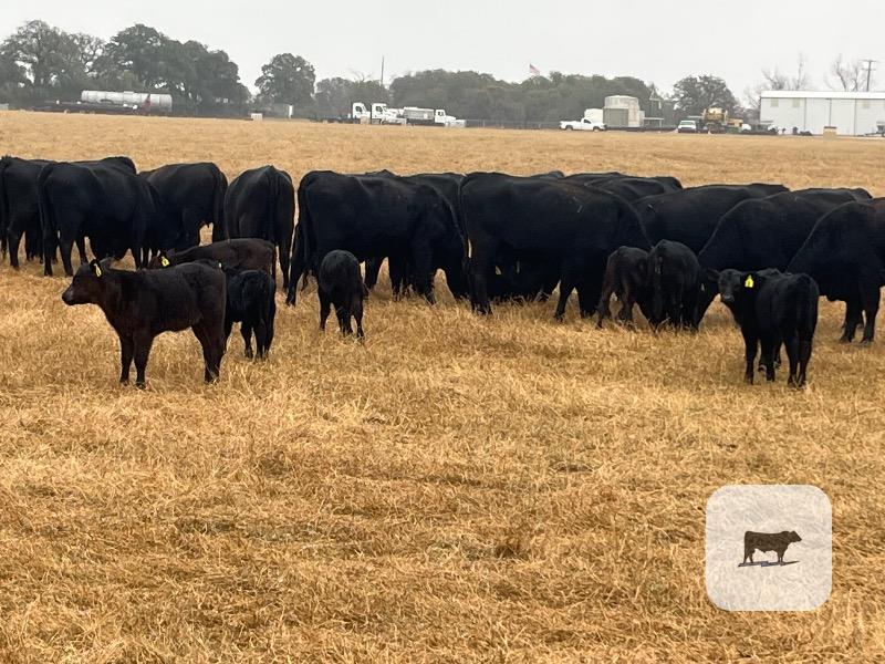 18 Purebred Angus 1st-Calf Pairs... Central TX thumbnail 3