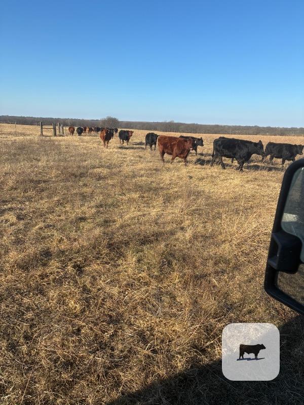 84 Angus, BWF, & Red Angus Cows... Southeast KS thumbnail 3