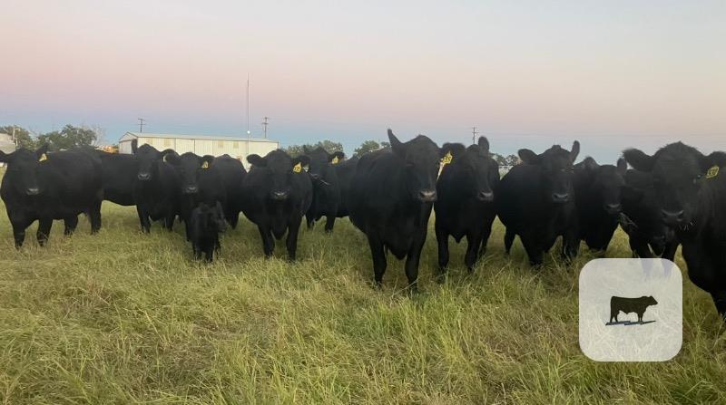 18 Purebred Angus 1st-Calf Pairs... Central TX thumbnail 2