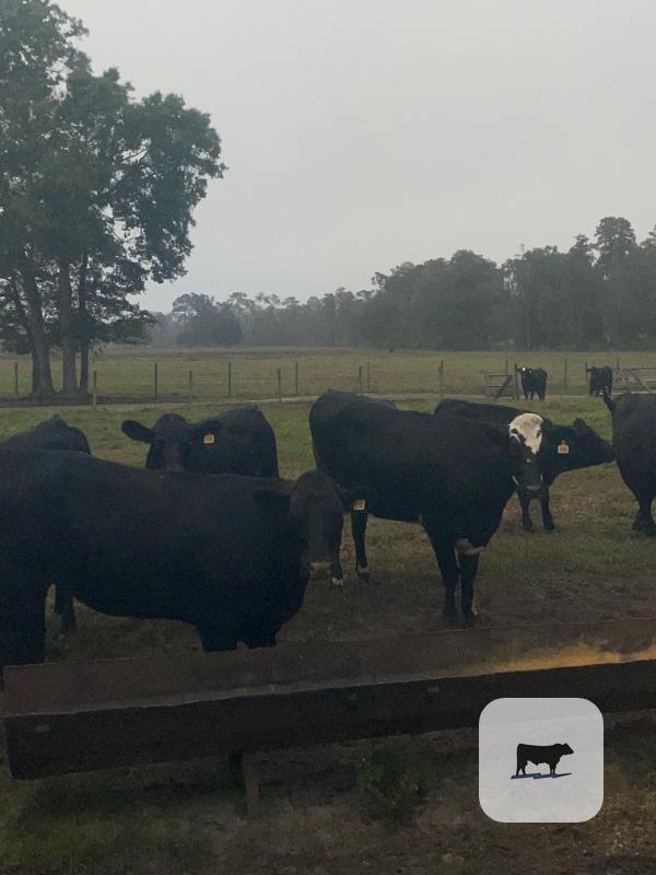 7 Angus Cross Bred Heifers... Northern FL